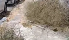 Via Cimabue a Palermo, marciapiede invaso dalle erbacce: i pedoni costretti a camminare sulla carreggiata