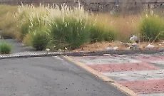 Catania, corsie di decelerazione al viale Mediterraneo invase dalla vegetazione
