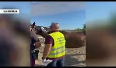 Stalla abusiva a San Francesco La Rena con quattro cavalli senza microchip: gestore multato oltre 13.000 euro