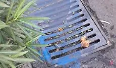 Via Antonino di Sangiuliano alta a Catania: caditoie da pulire e stalli blu da convertire per i motocicli