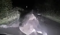 Faccia a faccia con l'orsa bruna a Niupu: l'assalto ripreso dalla dashcam &egrave; impressionante