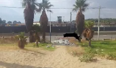 Playa, una spiaggia libera trasformata in una discarica a cielo aperto