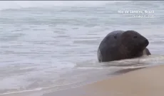 Che ci fa un elefante marino sulla spiaggia di Copacabana?