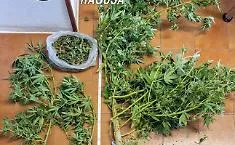 Chiaramonte Gulfi, scoperta coltivazione di marijuana in serra: un arresto