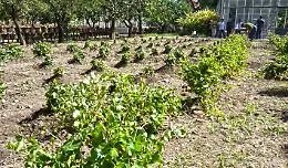 Palermo, il "Vigneto del Gallo"
"canta" fra le vigne d'Europa