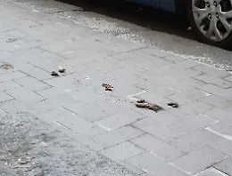 Via Antonio Zacco, appello alla buona educazione: controlli per i padroni dei cani