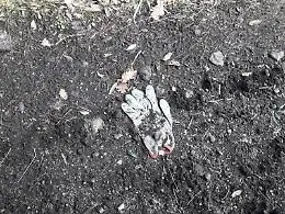 Monte Cicirello, Parco dell'Etna: aree boschive inquinate