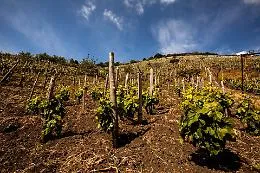 Vino, il Consorzio Etna Doc a lezione di competitivit&agrave;