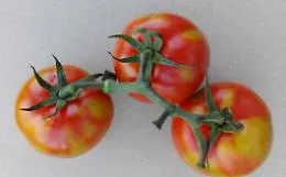 Allarme in Sicilia per il virus che attacca i pomodori
