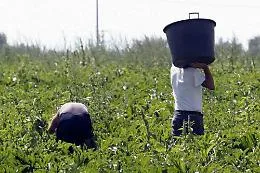 In Sicilie le terre dell'oro verde in trincea per i diritti: &laquo;Stop al caporalato&raquo;