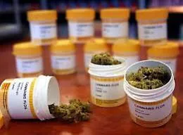 Aumenta la richiesta di cannabis terapeutica, il M5s: &laquo;Produrla in Sicilia&raquo;