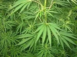 Favara, arrestato un 55enne che coltivava in casa della cannabis