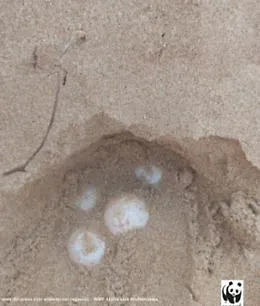 Doppia sorpresa in spiagge del Ragusano: due nidi di tartaruga marina