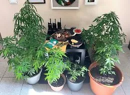 Pedara, in una casa una mini piantagione di canapa indiana: due arresti
