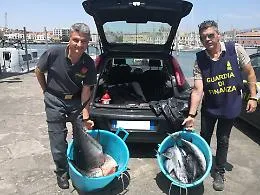 Catania, quasi 400 kg di tonno rosso sequestrato tra porto di Ognina e Maas