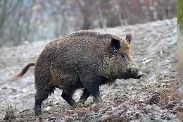 Caccia di frodo ai cinghiali sul Monte Pellegrino, denunciati due bracconieri