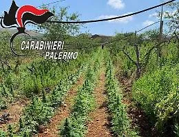 Partinico, la maxi piantagione di marijuana nel pescheto abbandonato