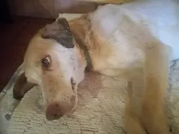 Operata con successo cagnolina ferita con balestra: si puo' adottare