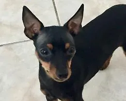 Caltanissetta, cucciolo morto di stenti:
coppia di ventenni denunciata dalla Ps