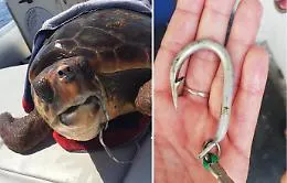 Tartaruga marina con amo gigante in bocca salvata a Filicudi