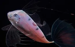 Imita le meduse e cos&igrave; il giovane Pesce Nastro riesce a eludere i predatori