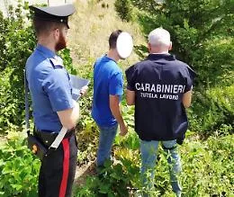 Bronte, lavoro nero nelle campagne su 23 lavoratori 11 irregolari