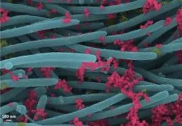 Cos&igrave; il coronavirus invade le cellule umane