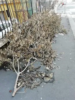 Catania, Viale Fleming: erbacce tagliate e abbandonate per strada