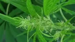 Erice, famiglia in manette per spaccio di droga