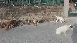 Raffadali, mattanza al Villaggio della Giovent&ugrave;: avvelenati 4 cani randagi