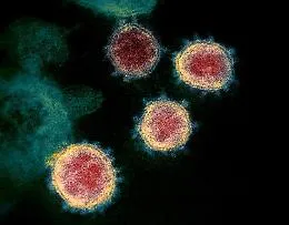 In Italia sono 5 le varianti di coronavirus isolate: e con le mutazioni si fa pi&ugrave; aggressivo