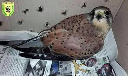 Falco ferito salvato a Niscemi dalle guardie ambientali del Wwf