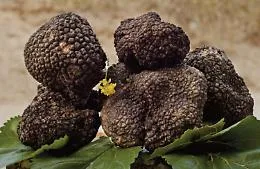 La Sicilia terra di tartufo ora ha la sua prima legge sulla raccolta