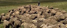 Unesco, Troina aderisce alla "Rete della transumanza"