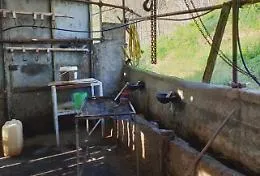 Messina, sigilli a macello clandestino: crudelt&agrave; e animali non tracciati