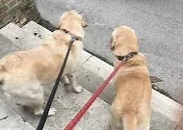 Covid in case con cani? A Bagheria arriva il dog sitter