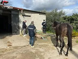 Noto, organizzano corsa clandestina di cavalli e postano il video su Fb: denunciati