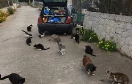 Rubata a Vittoria l'auto dell'&laquo;angelo&raquo; dei gatti : appello per ritrovarla