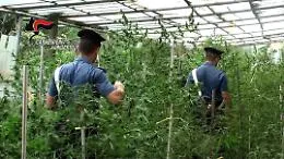 Licata, in manette bracciante agricolo: coltivava piantine di marijuana