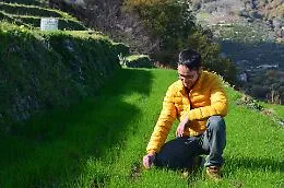 Le terrazze del grano per rilanciare l'agricoltura del futuro