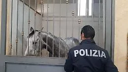 Catania, animali maltrattati in stalla abusiva a Librino: controlli e denunce