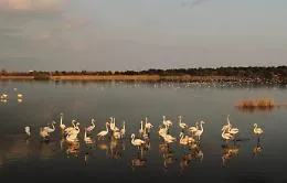 Con un drone nella riserva dove nidificano i fenicotteri