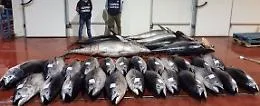 Ogni anno in Italia sequestrate 10 tonnellate di tonno rosso: la maggior parte in Sicilia