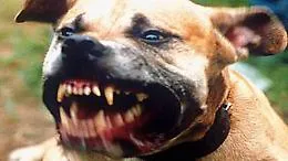 Palermo, militare morso da due pitbull mentre fa jogging: ferita con 60 punti