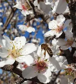 Anche in Sicilia api tornano prima al lavoro ingannate da "finta primavera"