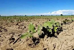 La "maledetta primavera" dell'agricoltura siciliana: il caro-zucchine &egrave; in agguato