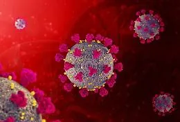Coronavirus, uno studio australiano spiega come reagisce il sistema immunitario