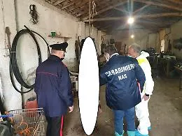 Catania, agnelli e capretti macellati in mattatoio abusivo: sequestrato