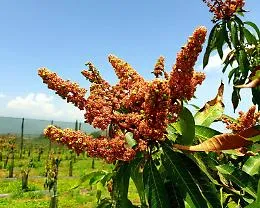 Giornata della Terra, sull'Etna gi&agrave; fioriti mango, passion fruit e avocado