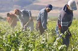 Agricoltura, un bonus carburante per i lavoratori costretti a spostarsi per raggiungere le aziende